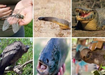 16 واقعیت اسرارآمیز و عجیب درباره حیوانات که نمی دانستید