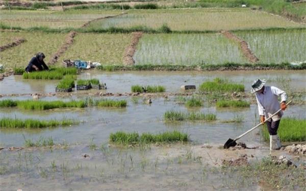 کشت برنج در منطقه ها مختلف کشور با تشخیص کارگروه سازگاری با کم آبی استان ها معین می شود