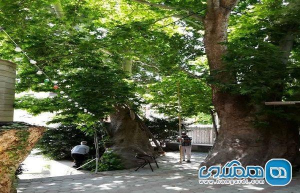 حفاظت از میراث طبیعی به خصوص درختان کهنسال ثبت شده استان البرز تشدید می گردد