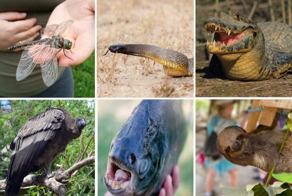16 واقعیت اسرارآمیز و عجیب درباره حیوانات که نمی دانستید